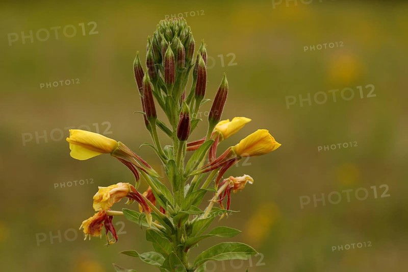 Common evening primrose