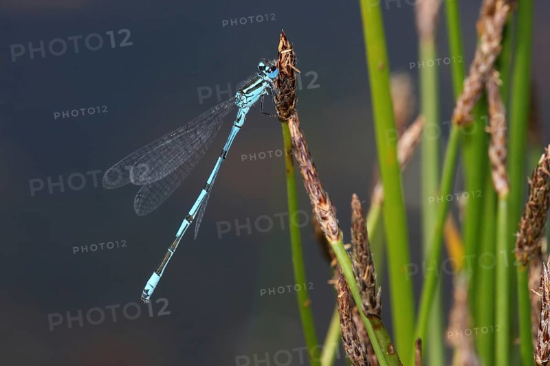 Male azure damselfly