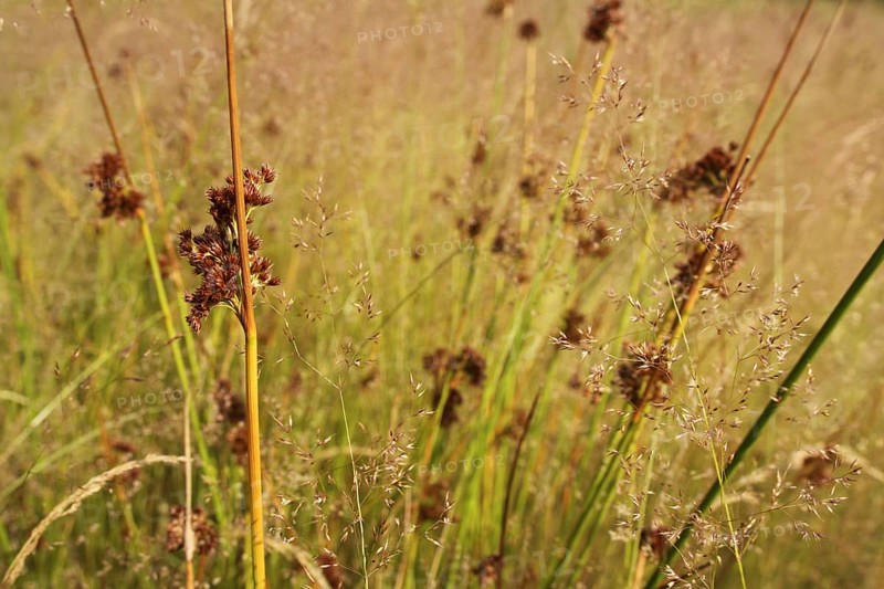 Grasses with fluttering bulrush