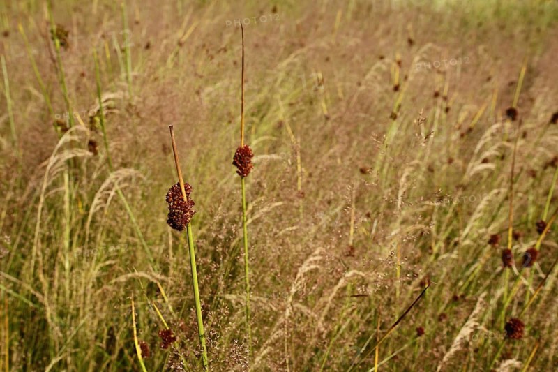Meadow with blades of grass of fluttering rush