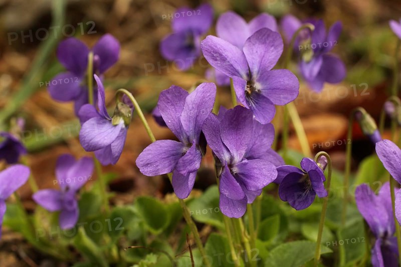 Fragrant violet