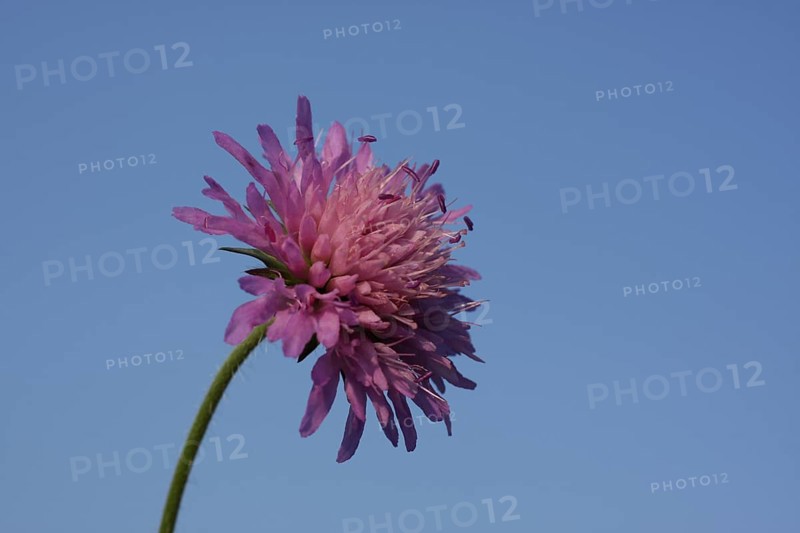 Field scabious