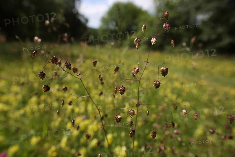 Meadow with quaking-grass