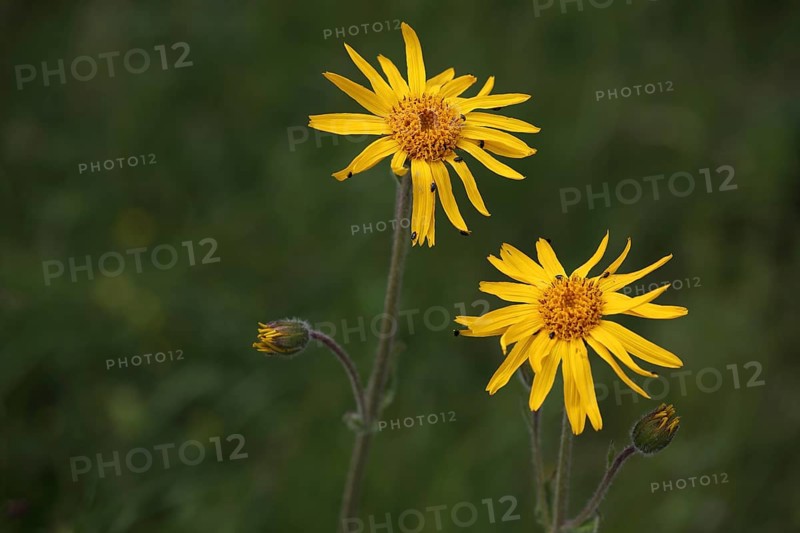 Two mountain arnica