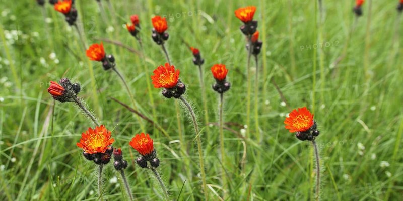 Orange-red hawkweed