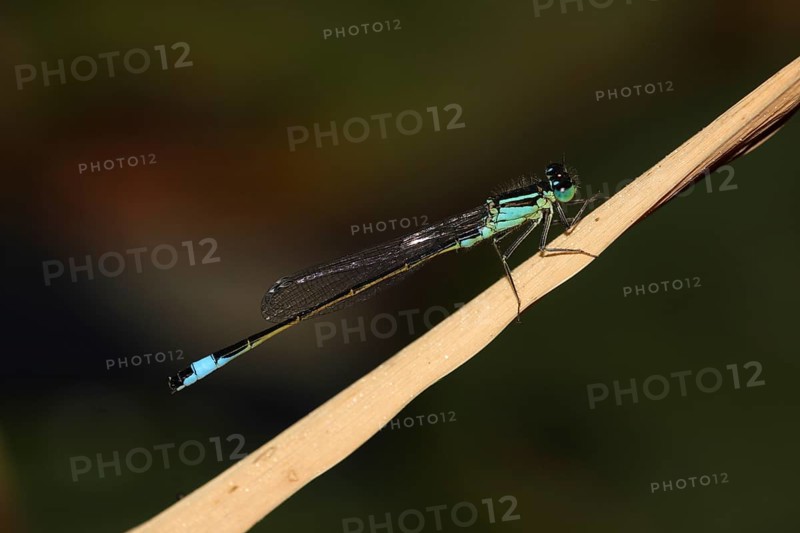 Male blue-tailed damselfly