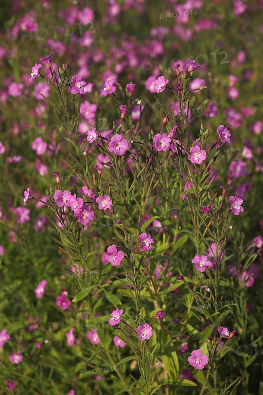 Shaggy willowherb