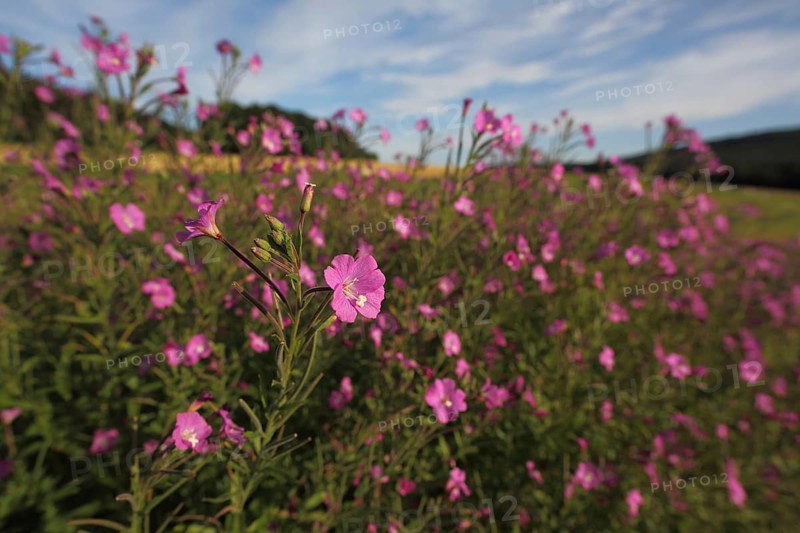 Shaggy willowherb