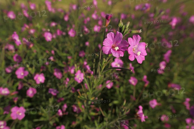 Shaggy willowherb