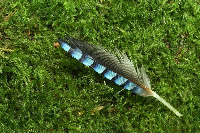 Feather of a eurasian jay