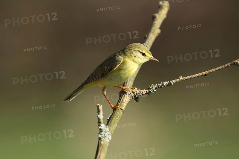 Wood warbler