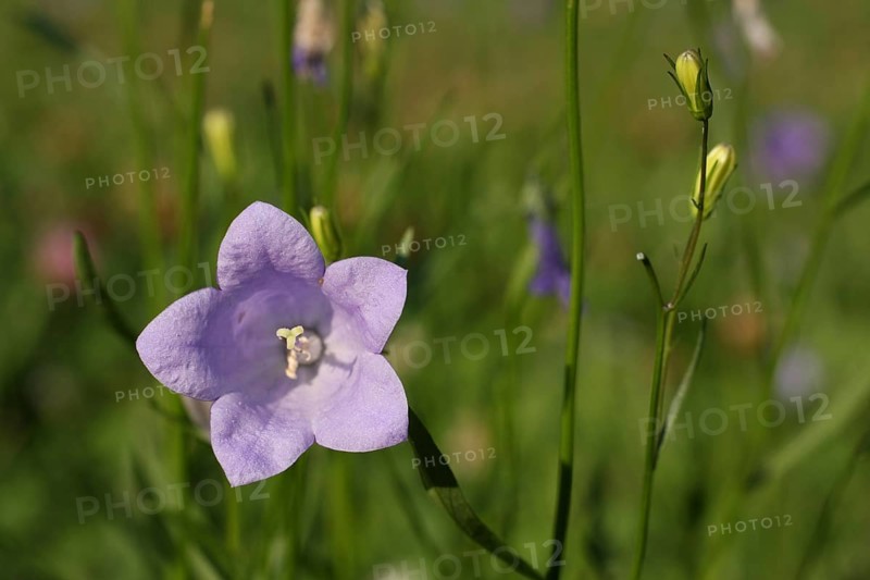 Round-leaved bellflower