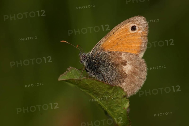 Small meadowbird