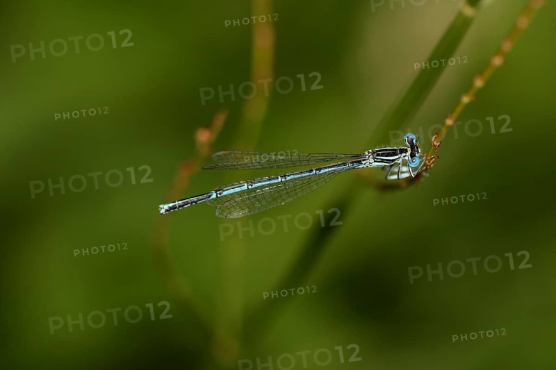 Male white-legged damselfly