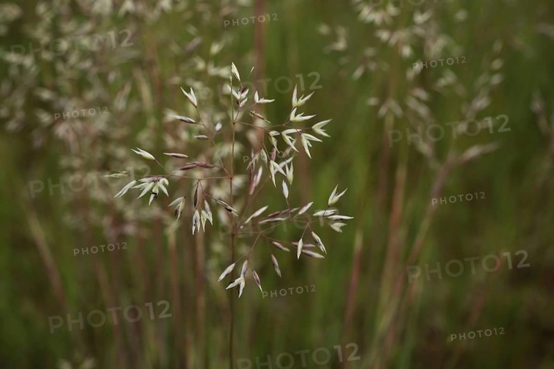 Grass blade of grey hair-grass