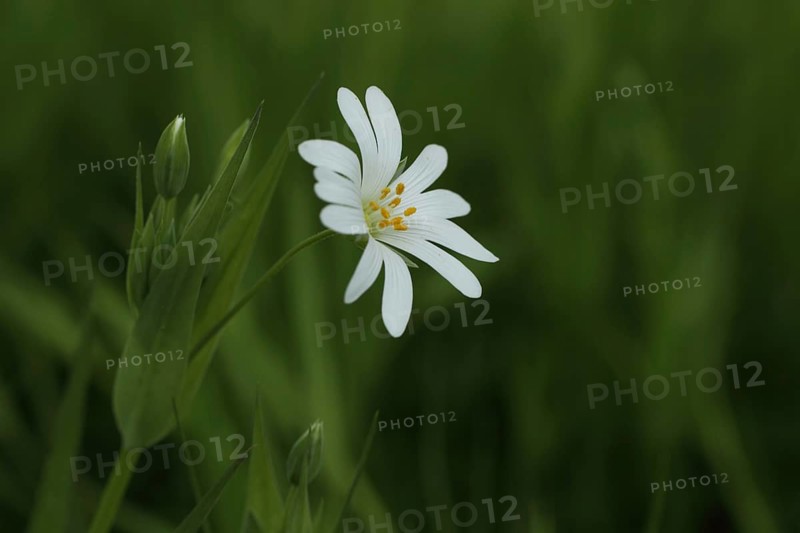 Flower and bud of the great greater stitchwort