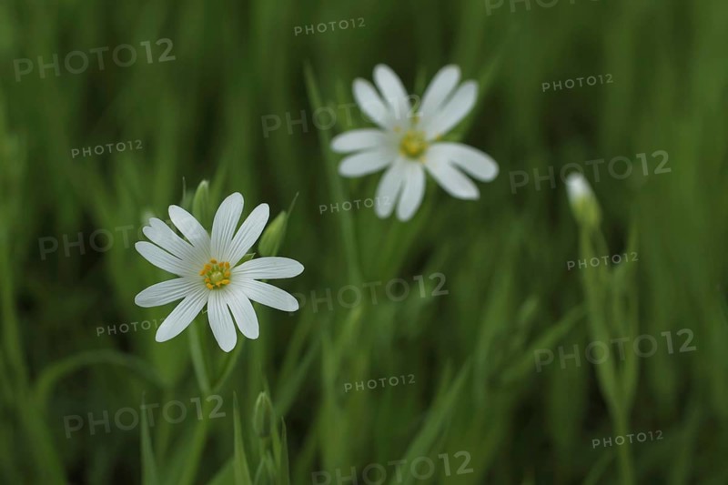 Chickweed