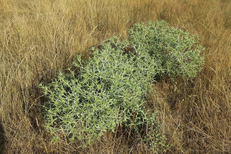 Field Manure