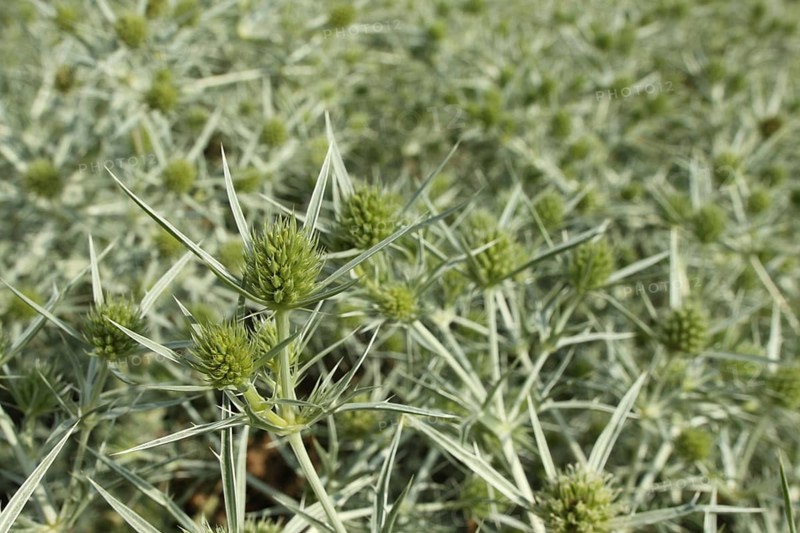 Detail on field eryngo