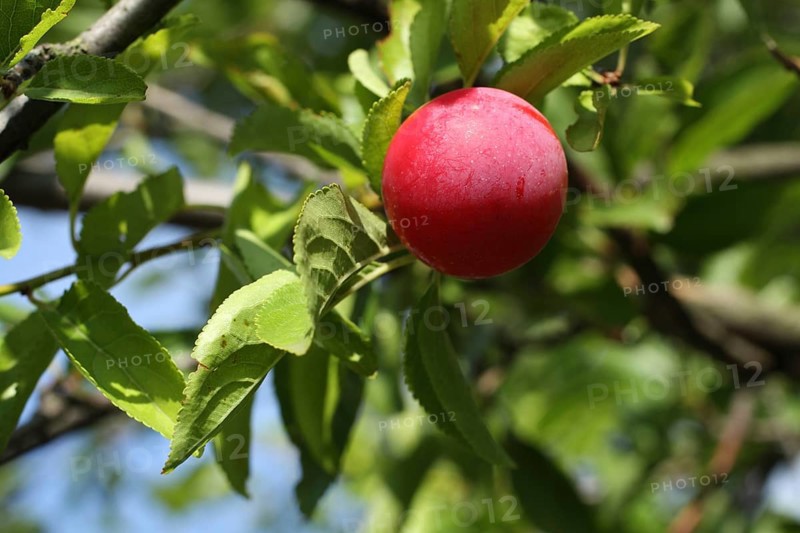 Ripe mirabelle plum