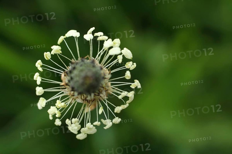 Detail of ring-shaped cobs of ribwort plantain