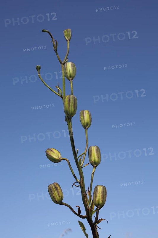 Fruit stand of the Turk's-cap lily