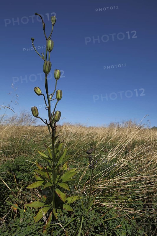 Fruit stand of Turk's-cap lily