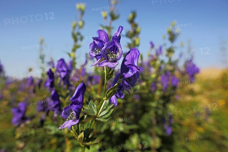 Monkshood