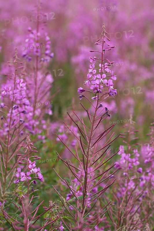 Narrow-leaved willowherb