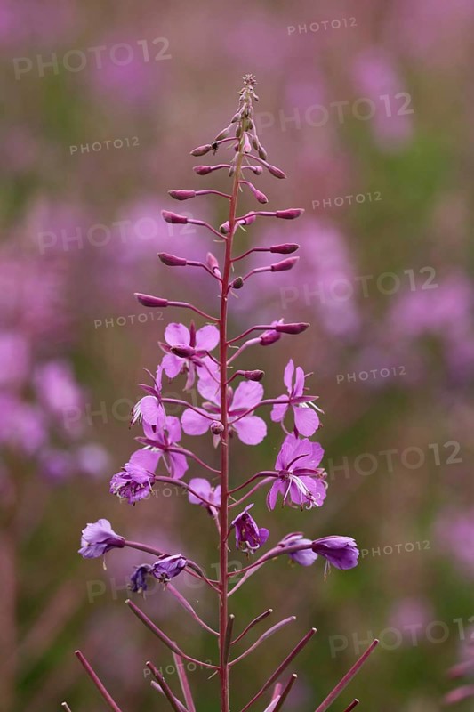 Narrow-leaved willowherb