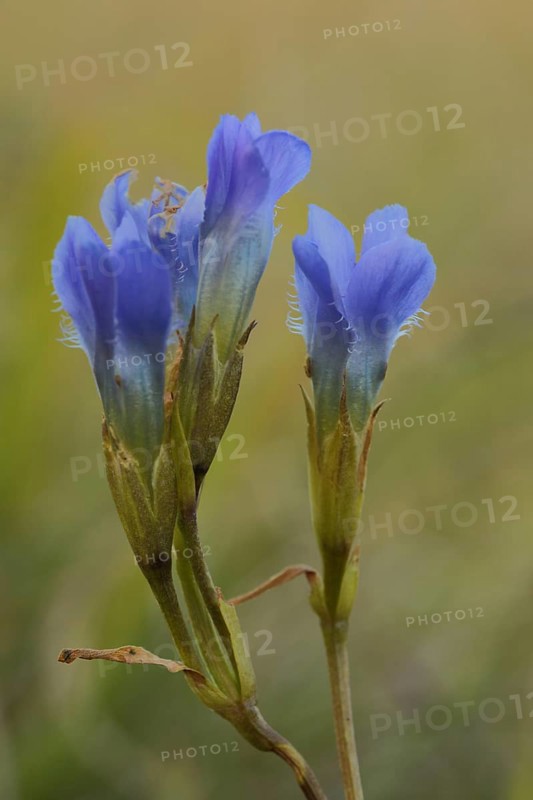 Fringed gentian