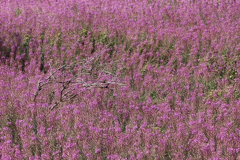 Flower meadow with blooming sally