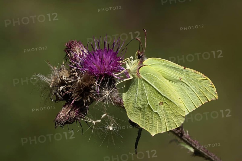 Male brimstone