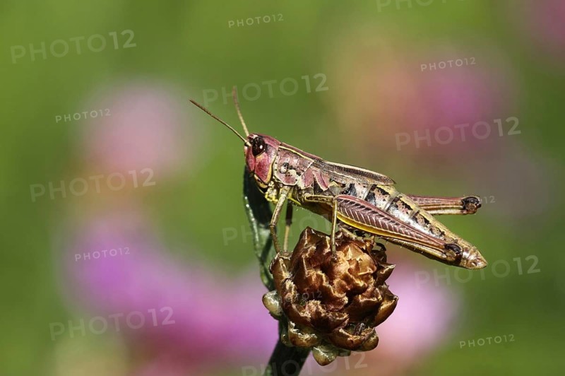 Female bow-winged grasshopper