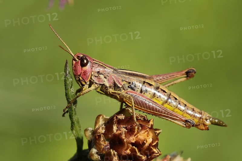 Female bow-winged grasshopper