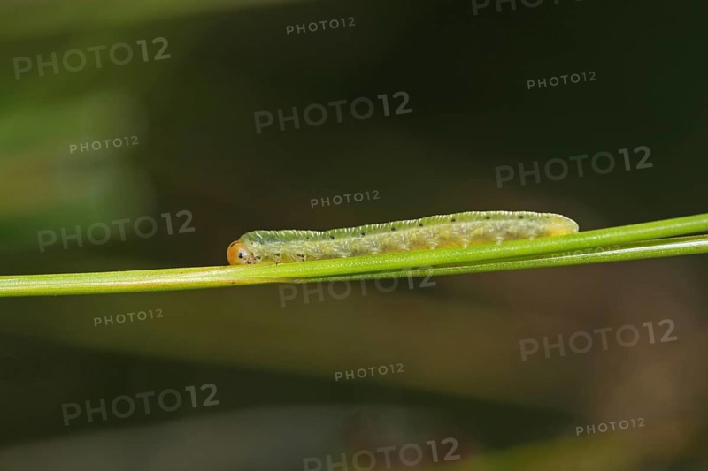 Young caterpillar of the ocellated owl moth