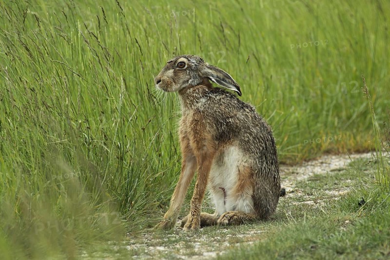 European hare