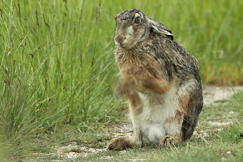 European hare
