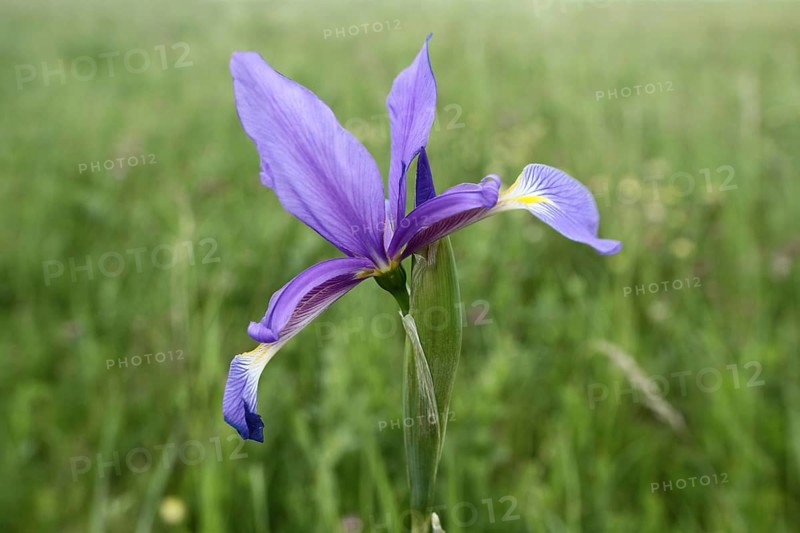 Marsh meadow iris