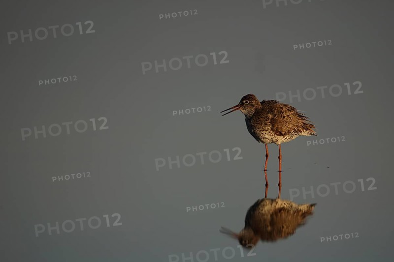 Redshank