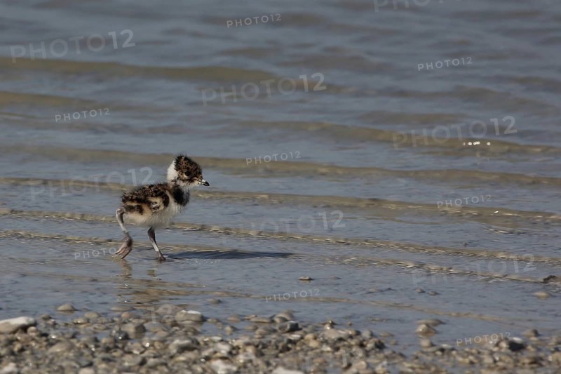 Young northern lapwing
