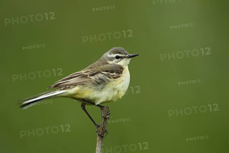Female blue-headed wagtail