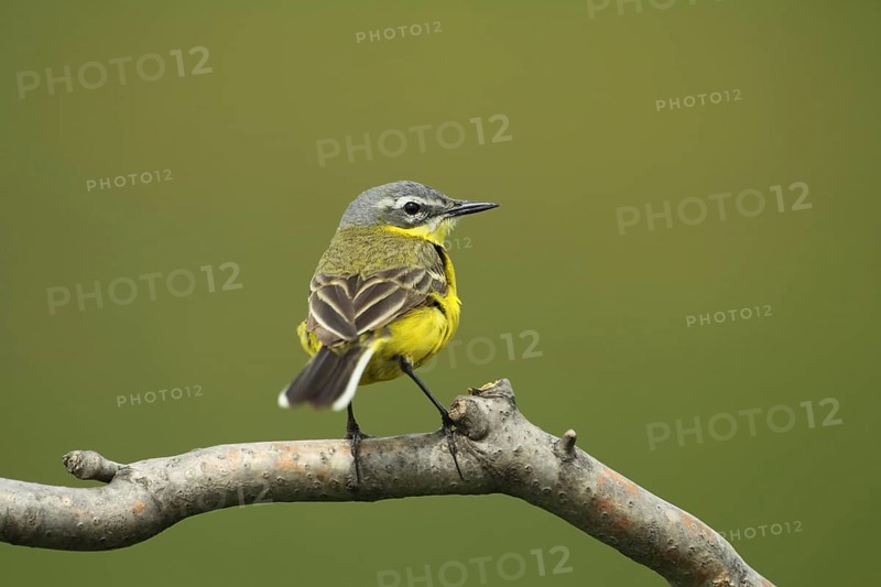 Male blue-headed wagtail