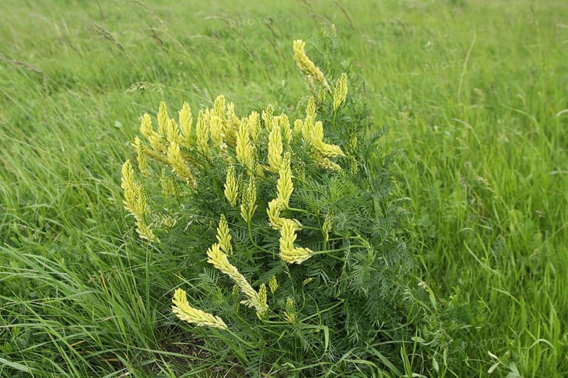 Grass meadow and perennial of Rau's tragacanth