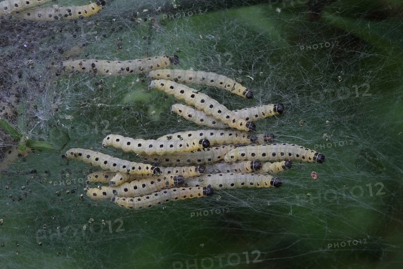 Web with caterpillars of the orchard ermine
