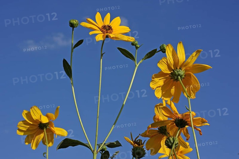 Jerusalem artichoke