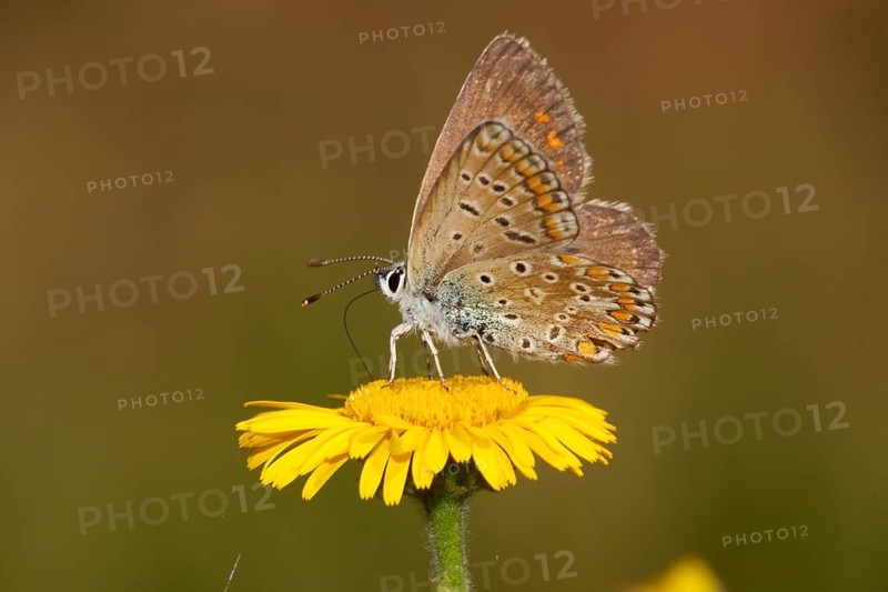 Brown fire butterfly