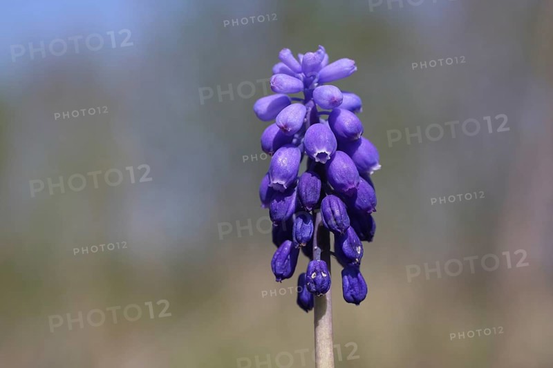 Detail of the Small Grape Hyacinth