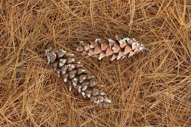 Two cones of eastern white pine