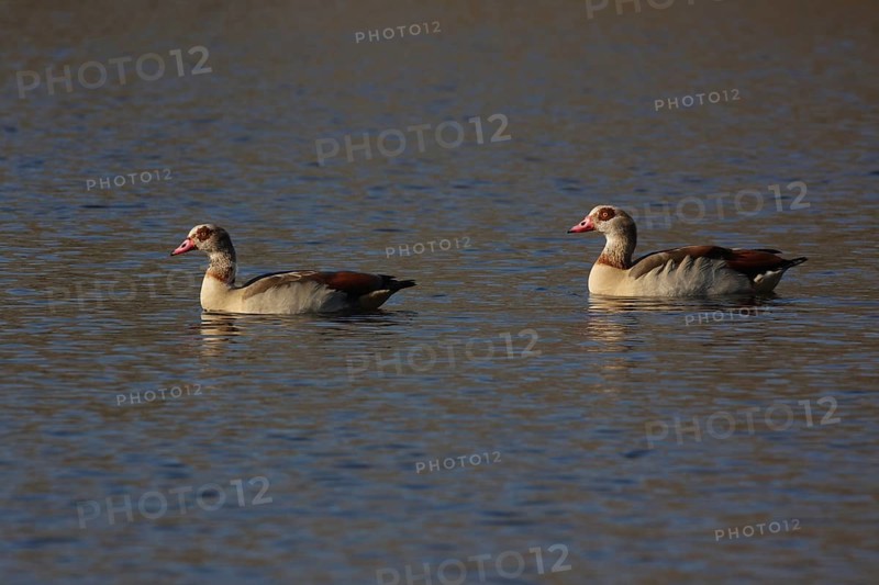 A pair of egyptian goose